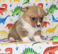 MOCHI, a female Pembroke Welsh Corgi for sale in Bells, TX – Photo 2 of 4