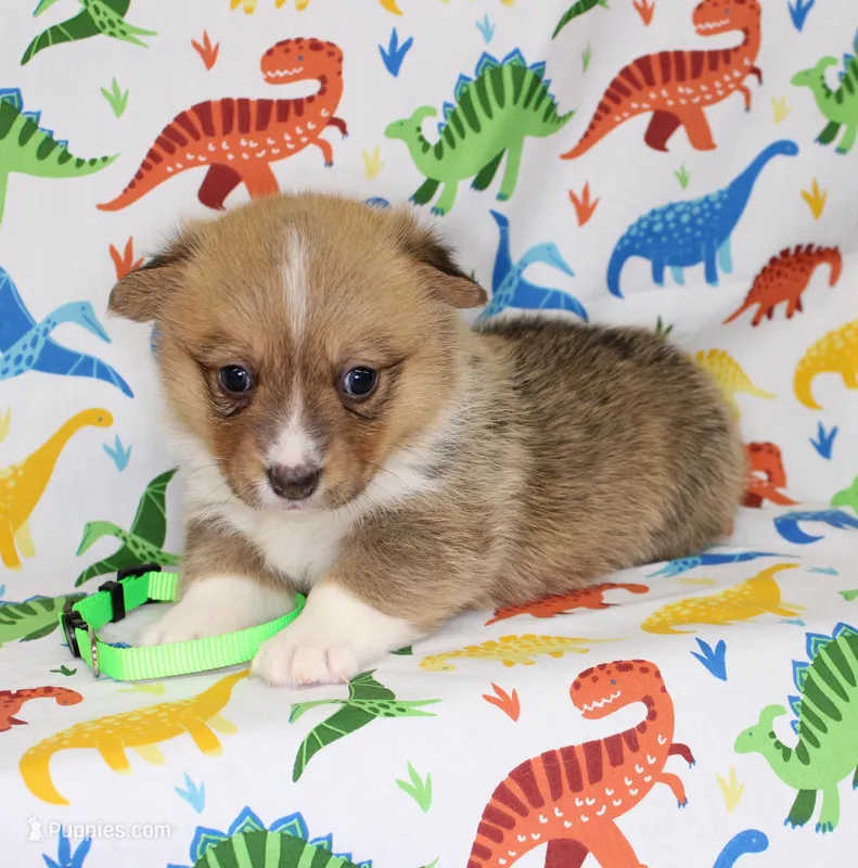 MOCHI – Pembroke Welsh Corgi puppy for sale in Bells, TX