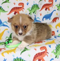 MOCHI, a female Pembroke Welsh Corgi for sale in Bells, TX – Photo 1 of 4