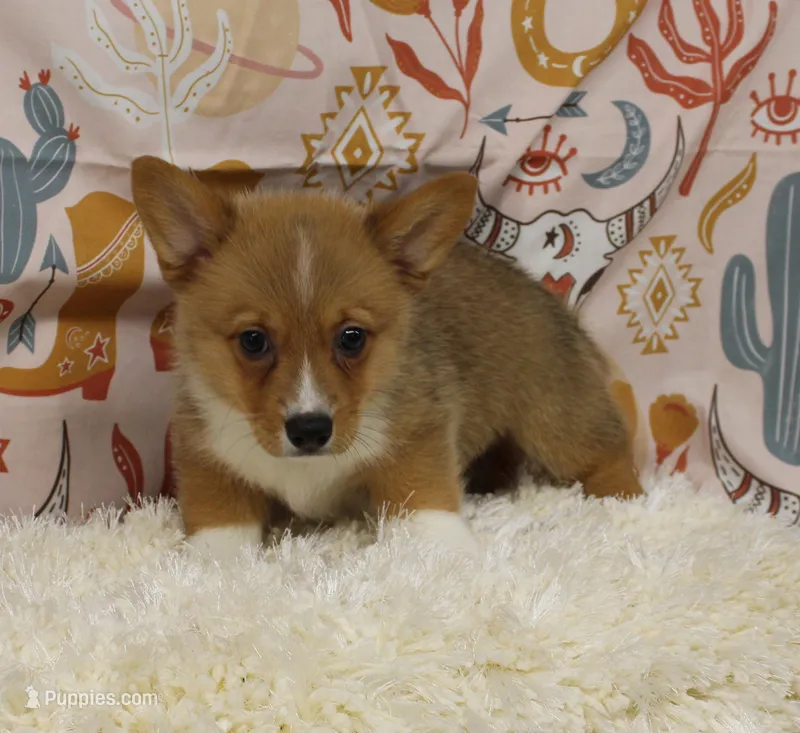 MOCHI – Pembroke Welsh Corgi puppy for sale in Bells, TX