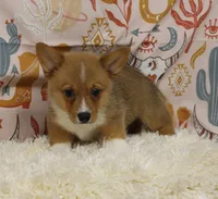 MOCHI, a female Pembroke Welsh Corgi for sale in Bells, TX – 2 of 9