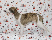 ZUKE-AKC, a male Whippet for sale in Bells, TX – 3 of 5