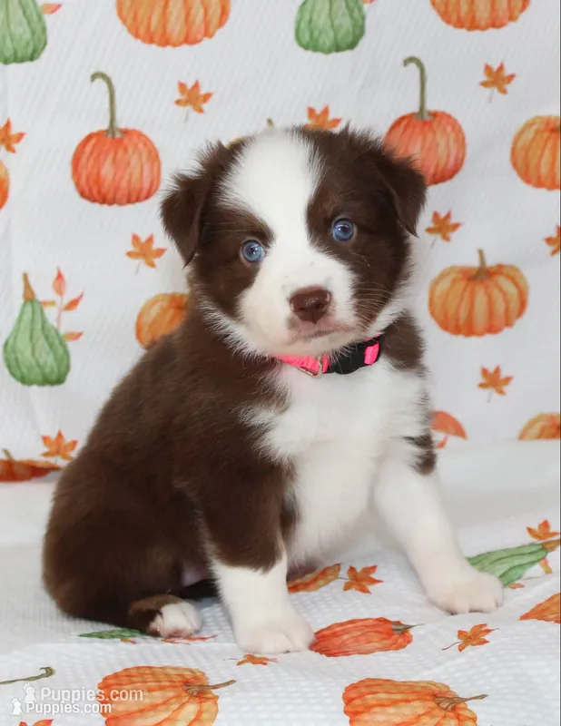 TOY PIPER-ASDR BLUE EYES – Miniature Australian Shepherd, Toy Australian Shepherd puppy for sale in Bells, TX