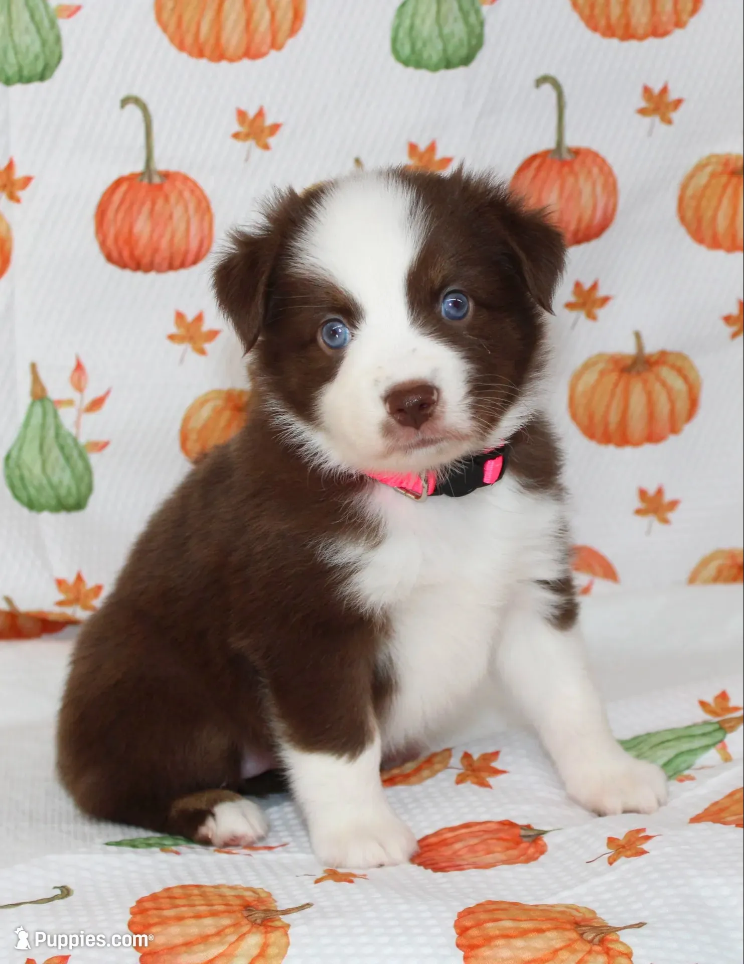 TOY PIPER-ASDR BLUE EYES, a female Miniature Australian Shepherd and Toy Australian Shepherd for sale in Bells, TX – 1 of 10
