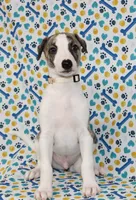 JACE-AKC, a male Whippet for sale in Bells, TX – 3 of 6