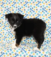 CASIE-MINI AUSSIE  ASDR, a female Miniature Australian Shepherd for sale in Bells, TX – 7 of 9