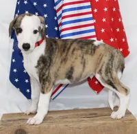ZORY-AKC, a male Whippet for sale in Bells, TX – 8 of 10