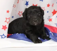 ROSCO-TOY AUSSIEDOODLE, a female Poodle - Toy  and Toy Australian Shepherd for sale in Bells, TX – 2 of 3