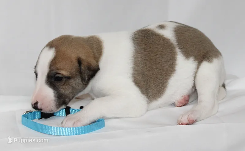 GRAHAM-WHIPPET AKC – Whippet puppy for sale in Bells, TX