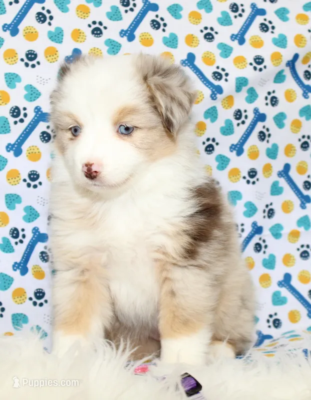 CUPCAKE-TOY AUSSIE ASDR