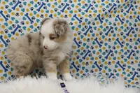 CUPCAKE-TOY AUSSIE ASDR, a female Miniature Australian Shepherd and Toy Australian Shepherd for sale in Bells, TX – Photo 4 of 8