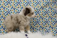 CUPCAKE-TOY AUSSIE ASDR, a female Miniature Australian Shepherd and Toy Australian Shepherd for sale in Bells, TX – Photo 5 of 8
