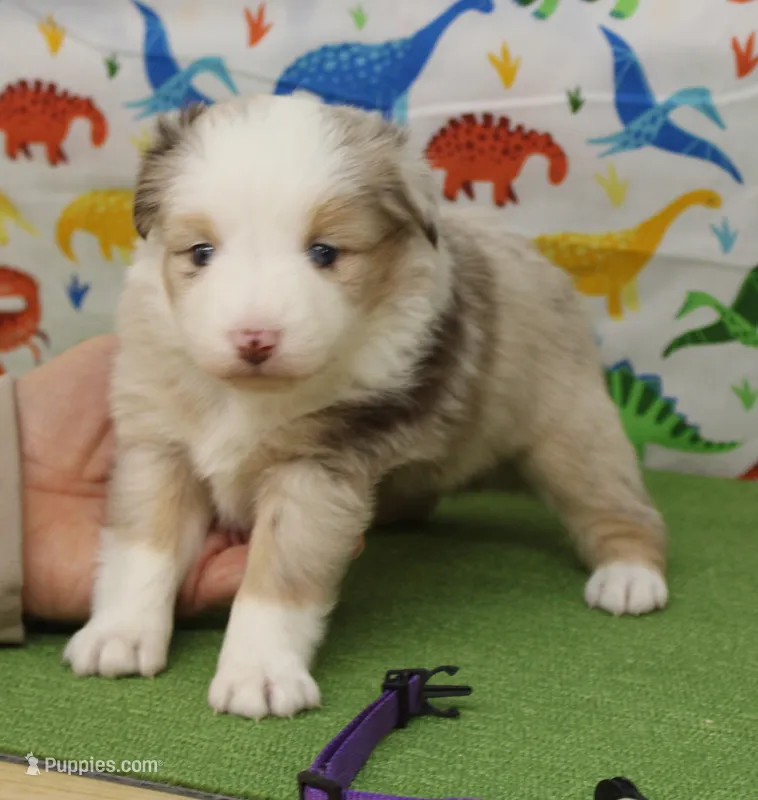 CUPCAKE-TOY AUSSIE ASDR