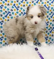 CUPCAKE-TOY AUSSIE ASDR, a female Miniature Australian Shepherd and Toy Australian Shepherd for sale in Bells, TX – Photo 2 of 8