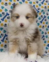 CUPCAKE-TOY AUSSIE ASDR, a female Miniature Australian Shepherd and Toy Australian Shepherd for sale in Bells, TX – Photo 3 of 8