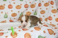 JUNE BUG, a female Pembroke Welsh Corgi for sale in Bells, TX – 5 of 5