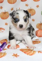 TOY AUSSIE ANNIE OAKLEY-ASDR, a male Toy Australian Shepherd for sale in Bells, TX – 3 of 5