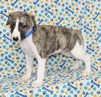 CHASE-AKC, a male Whippet for sale in Bells, TX – 5 of 5