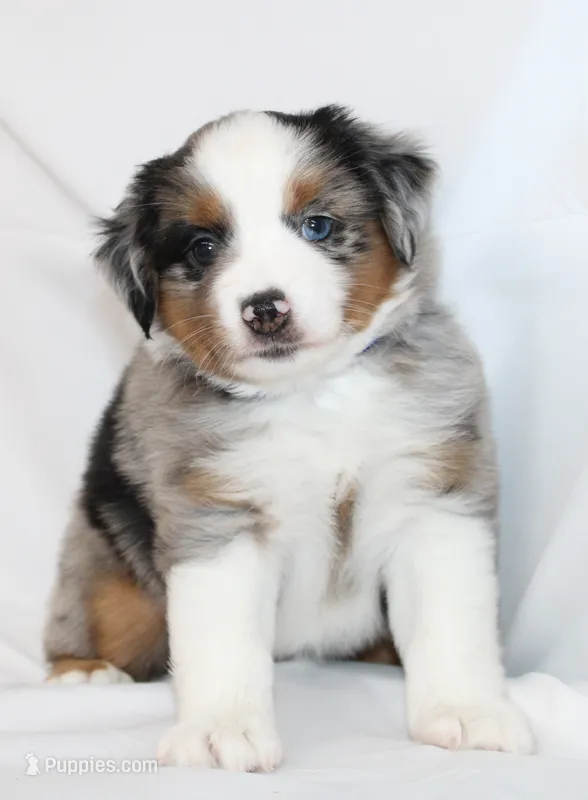 COLLIN-MINI AUSSIE   ASDR – Miniature Australian Shepherd puppy for sale in Bells, TX