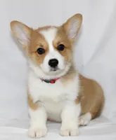 ROCKET, a male Pembroke Welsh Corgi for sale in Bells, TX – 3 of 10