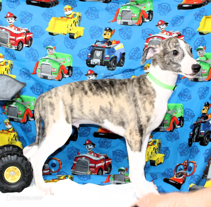 TRACE-AKC – Whippet puppy for sale in Bells, TX