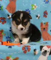 FIRECRACKER, a male Pembroke Welsh Corgi for sale in Bells, TX – 3 of 4