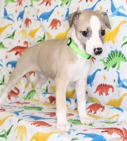 CALI-AKC, a female Whippet for sale in Bells, TX – Photo 6 of 9
