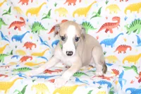 CALI-AKC, a female Whippet for sale in Bells, TX – Photo 5 of 9