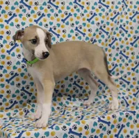 CALI-AKC, a female Whippet for sale in Bells, TX – Photo 2 of 9