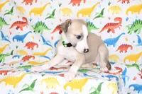 CALI-AKC, a female Whippet for sale in Bells, TX – Photo 8 of 9