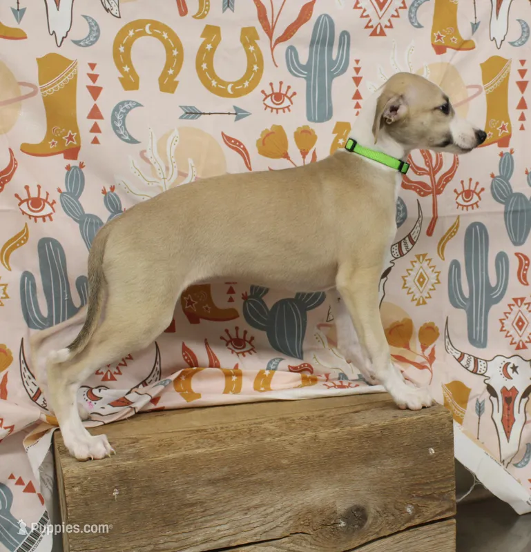 CALI-AKC – Whippet puppy for sale in Bells, TX