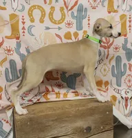 CALI-AKC, a female Whippet for sale in Bells, TX – 2 of 8