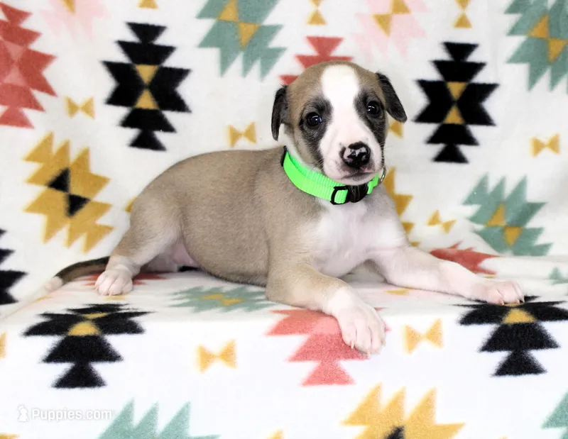 CALI-AKC – Whippet puppy for sale in Bells, TX