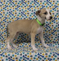 CALI-AKC, a female Whippet for sale in Bells, TX – Photo 3 of 9