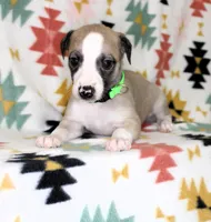 CALI-AKC, a female Whippet for sale in Bells, TX – Photo 2 of 4