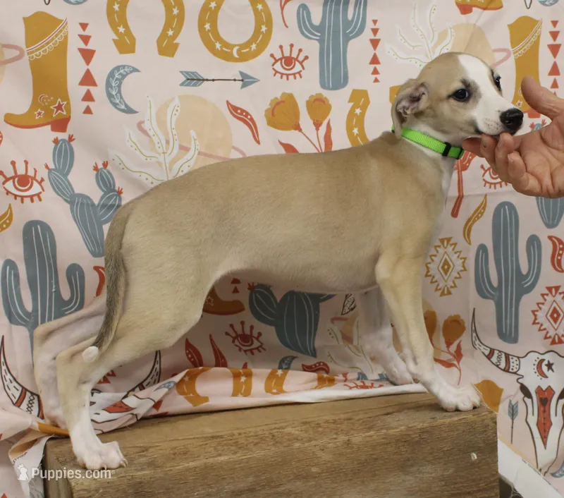 CALI-AKC – Whippet puppy for sale in Bells, TX