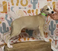 CALI-AKC, a female Whippet for sale in Bells, TX – 1 of 8