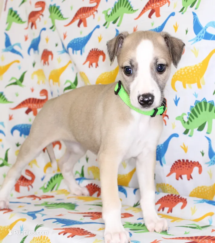 CALI-AKC – Whippet puppy for sale in Bells, TX