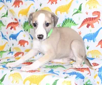 CALI-AKC, a female Whippet for sale in Bells, TX – Photo 7 of 9
