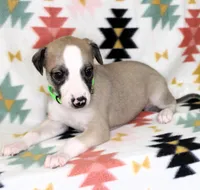 CALI-AKC, a female Whippet for sale in Bells, TX – Photo 4 of 4