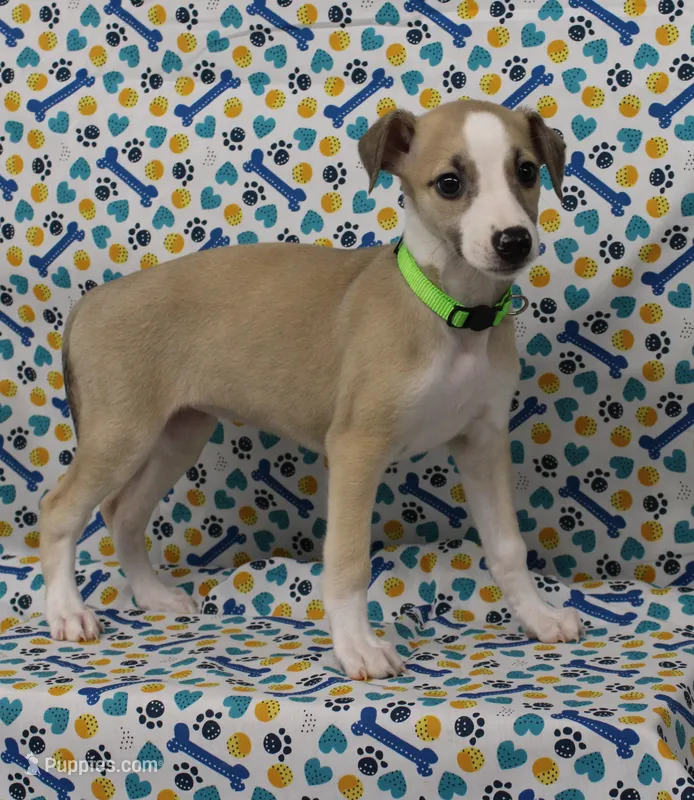 CALI-AKC – Whippet puppy for sale in Bells, TX