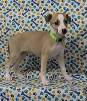 CALI-AKC, a female Whippet for sale in Bells, TX – Photo 1 of 9