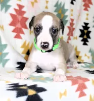 CALI-AKC, a female Whippet for sale in Bells, TX – Photo 3 of 4