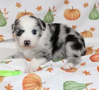 TOY AUSSIE RYDER CASH-ASDR, a male Toy Australian Shepherd for sale in Bells, TX – 6 of 6