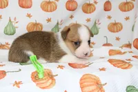 JUNE BUG, a female Pembroke Welsh Corgi for sale in Bells, TX – 4 of 5
