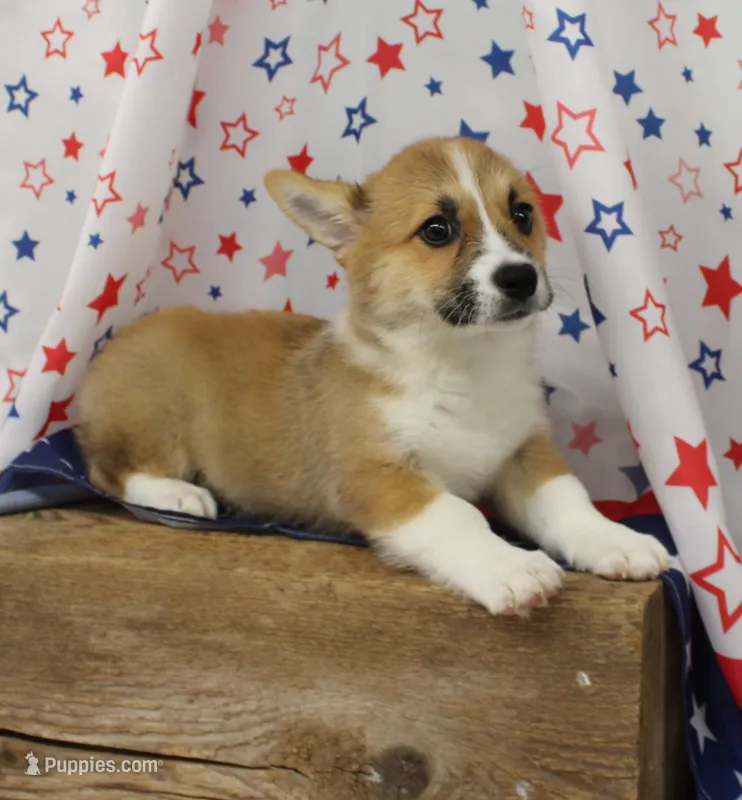 TRUFFLE – Pembroke Welsh Corgi puppy for sale in Bells, TX