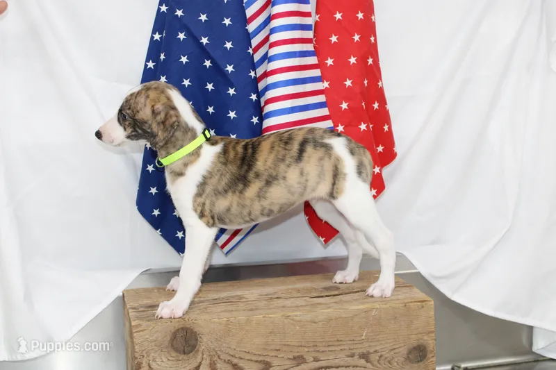 ZUKE-AKC – Whippet puppy for sale in Bells, TX