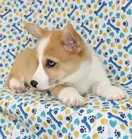 JULY-BLUE EYE, a male Pembroke Welsh Corgi for sale in Bells, TX – 2 of 10