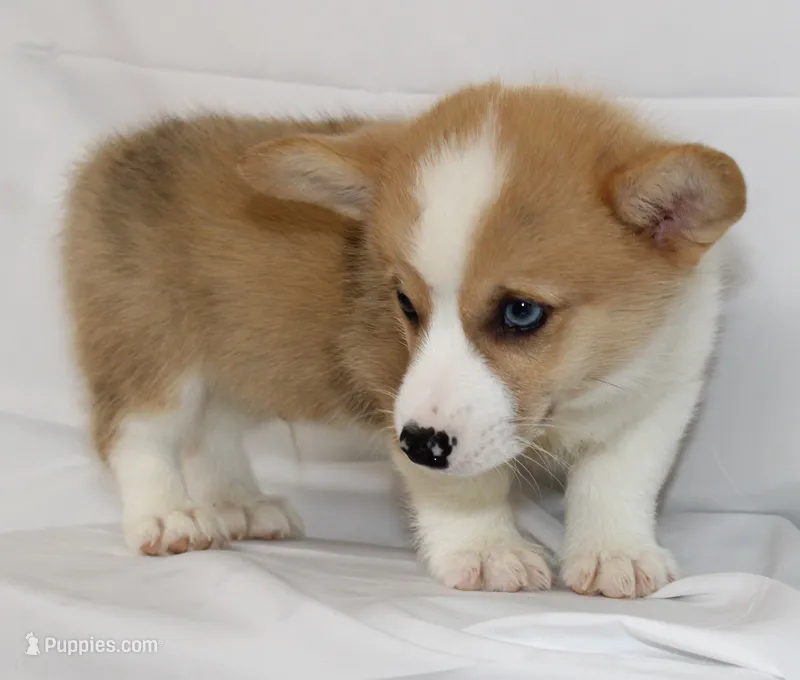 JULY-BLUE EYES  – Pembroke Welsh Corgi puppy for sale in Bells, TX