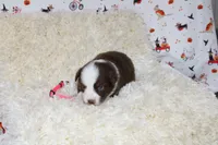 PIPER-ASDR BLUE EYES, a female Miniature Australian Shepherd and Toy Australian Shepherd for sale in Bells, TX – 6 of 6